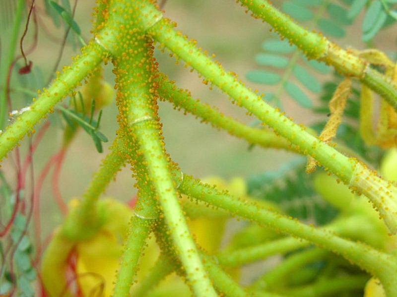 Poinciana gilliesii (pianta coltivata)